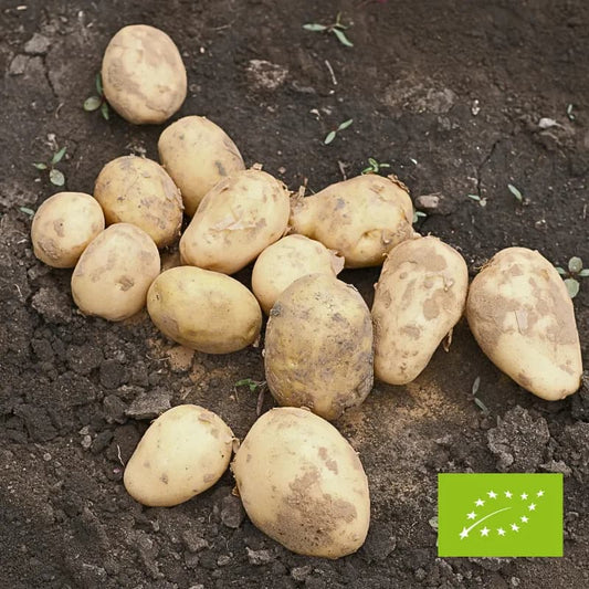 Ziemniaki belmondo EKO 2 kg
